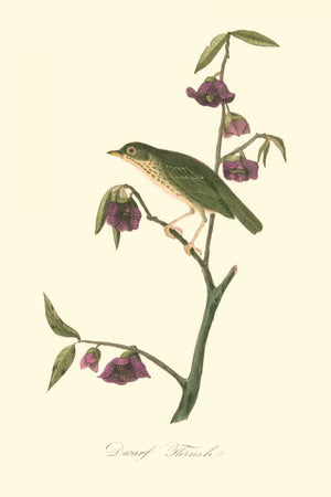 Audubons Thrush