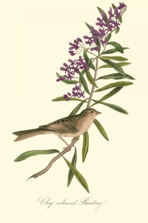 Audubons Bunting