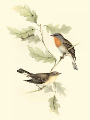 Goulds Red-breasted Fly-catcher