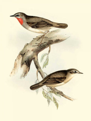 Goulds Gorget Warbler