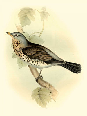 Goulds Fieldfare