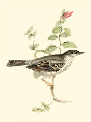 Goulds Barred Warbler