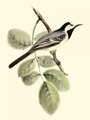 Goulds White Wagtail