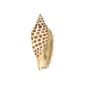 Oceanum Shells white II-Junonia