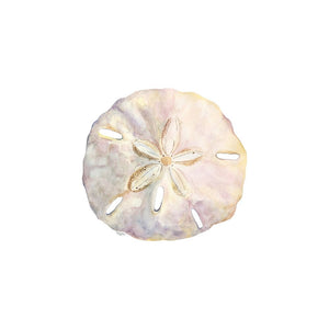 Oceanum Shells white IV-Sand Dollar