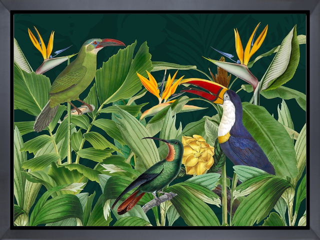 Rainforest Birds