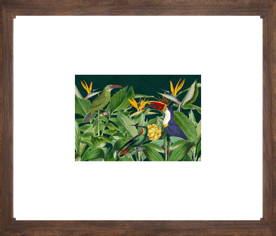 Rainforest Birds