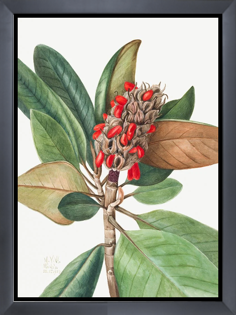 Southern Magnolia (1923)