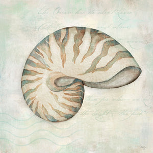 Seashells IV