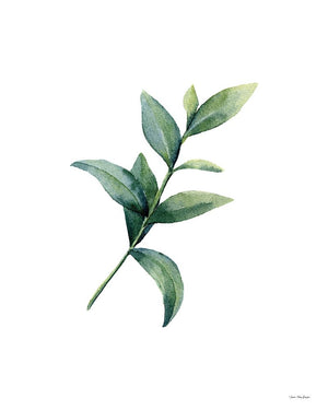 Eucalyptus III