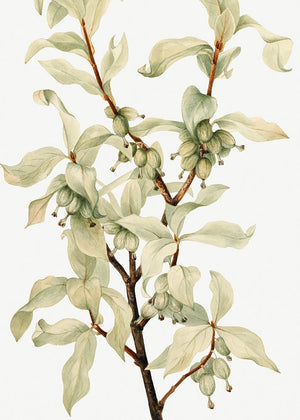 Silverberry (1922)