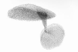 Starlings Dance