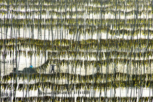 Harvesting Kelp