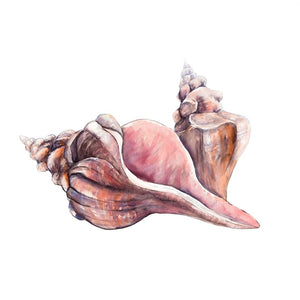 HORSE CONCH SEASHELLS