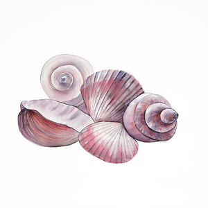SEASIDE SHELLS