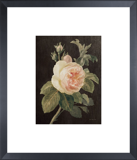 Heirloom Pink Rose on Black