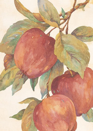 Hanging Apples