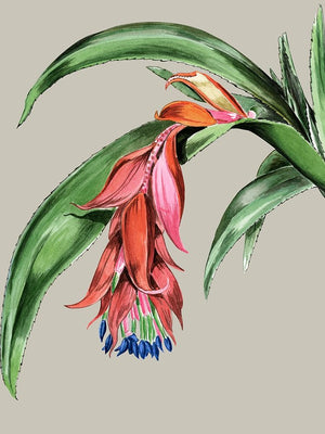 Crimson Bloom