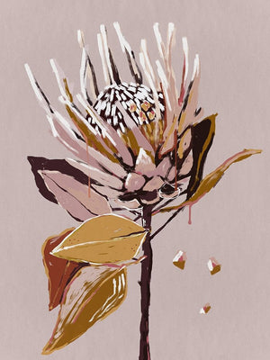 Blush Protea